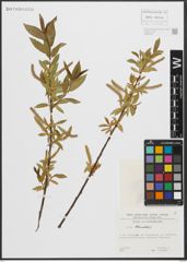Foto von Salix triandra L.